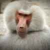 BaboonFan58 Avatar