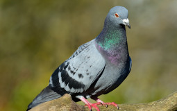 Servidor do pombo