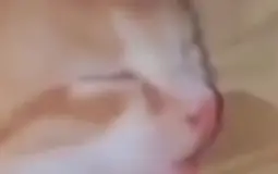 胖胖两父子