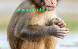 Sabe