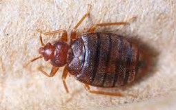 The Worst House Pests