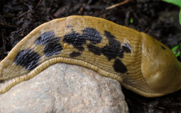 slugs