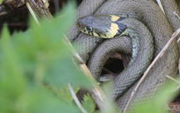 British Herpetofauna