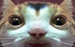 monke server go