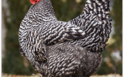 chickens