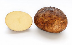 Potato