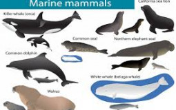 Marine Mammals