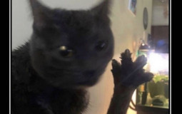 our cats and wes10 i guess