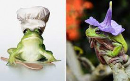 frogs with hats