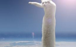 cat meme thingdffsdfsdf