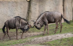 wildlands zoo emmen