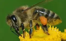 Bee tier list