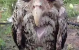 any craftwars boss