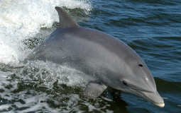 Solutions pour sauver les dauphins