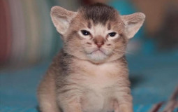 when the wendi rates cats