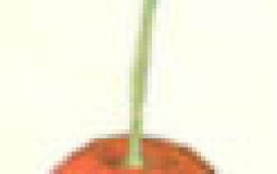Pikmin 2 Roulete Wheel