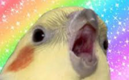mr pekk's video
