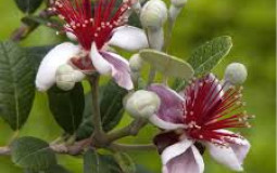 Arbre pour haie fruitière citadine