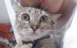 Catter