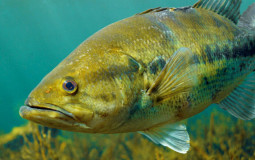 North American Predatory Freshwater Fish Meta