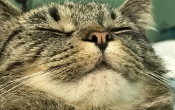 nom