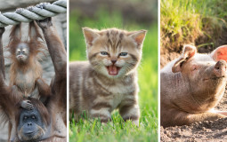 Tier List Animals 1v1