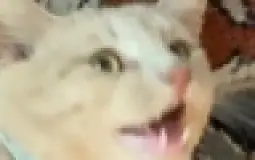 Cinnymons