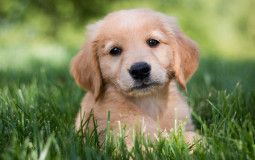 cute puppy