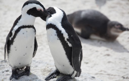 The Ultimate Penguin Tier List
