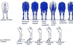 IFOA odeur