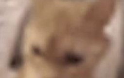 baldcord