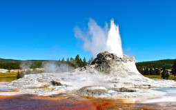 Yellowstone Trophic Level