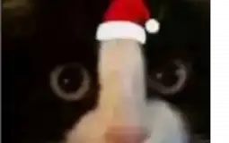 boludos del grupo