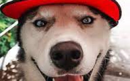 Rog Dogs