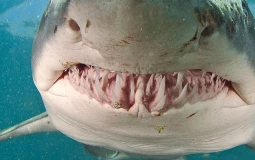 SHARKS Tier List