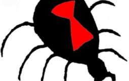 Spider Gang