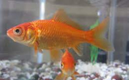 Goldfish breeds