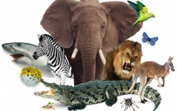 Animals