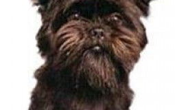 Doggo Tier List