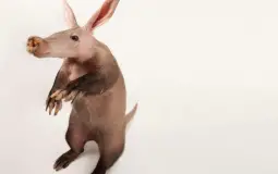 aardvark tier list
