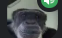The Monke