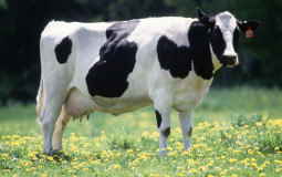 cow tier list