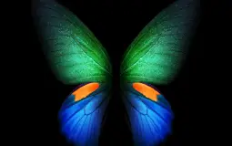 bellezza assoluta