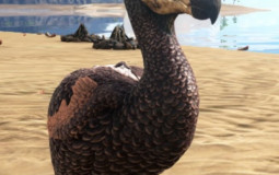 ark