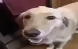 Kachiga Pets
