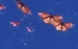 tiktok boys