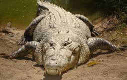 biggest to smallest crocodiles