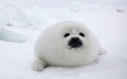 Sealfish