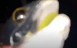 Aa