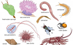 BEST invertebrates top 3 list